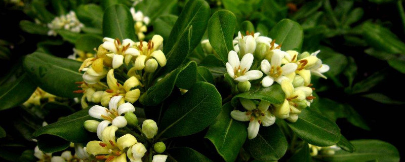 海桐叶片为什么发黄（海桐叶片发黄用硫酸亚铁可以吗）