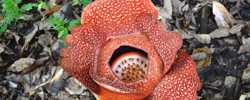 为什么大王花那么臭 为什么大王花有臭味