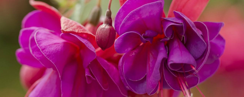 倒挂金钟如何缓苗（倒挂金钟幼苗）