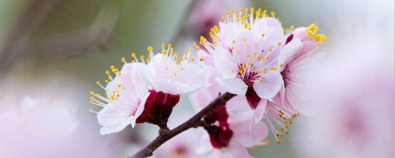 杏花的寓意和象征 梵高杏花的寓意和象征
