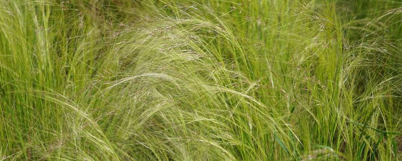 大麦草的功效 大麦草的功效与作用养殖