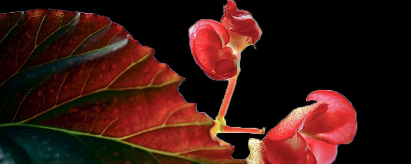 竹节海棠怎么摘心 竹节海棠摘心后多久浇水