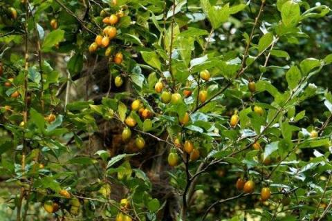 老鸦柿扦插方法