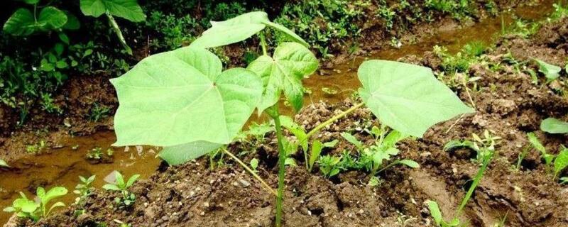 棉花的生长过程 棉花的生长过程图解