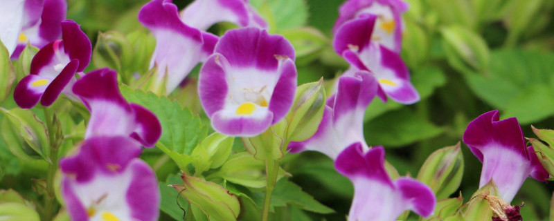 矮牵牛修剪后的养护（矮牵牛花后修剪如何养护）