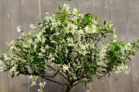 盘龙香可以放室内养吗