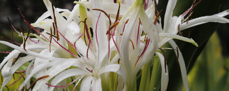 文殊兰怎么修剪（文殊兰怎么修剪叶子）