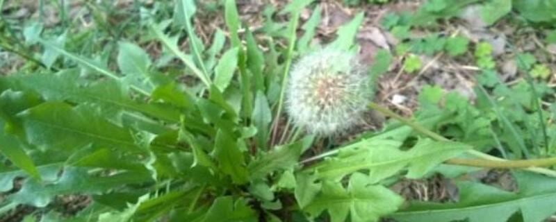 蒲公英叶子有刺吗 蒲公英叶子边有刺吗