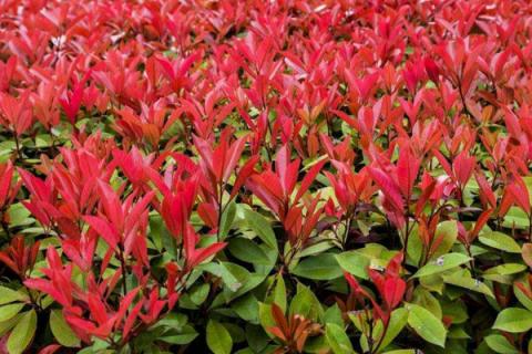 红叶石楠树的寓意