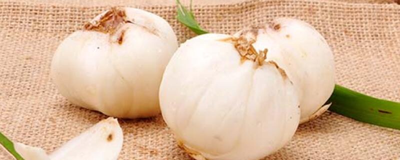 鲜百合球茎是什么（百合是球茎植物吗）