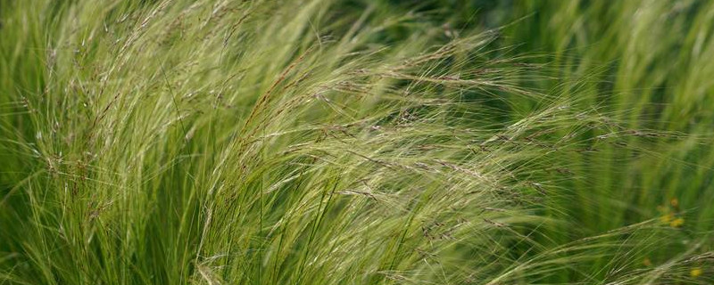 大麦草与小麦草的区别（大麦草与小麦草的区别图片）