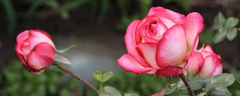 月季不长叶子怎么回事 月季不长叶子怎么回事视频