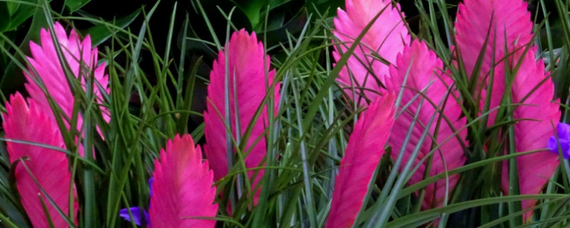 紫花凤梨怎么开花（紫花凤梨开花后可以剪掉吗）