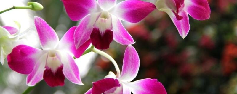 洋兰属于兰花吗 洋兰属于兰花吗图片