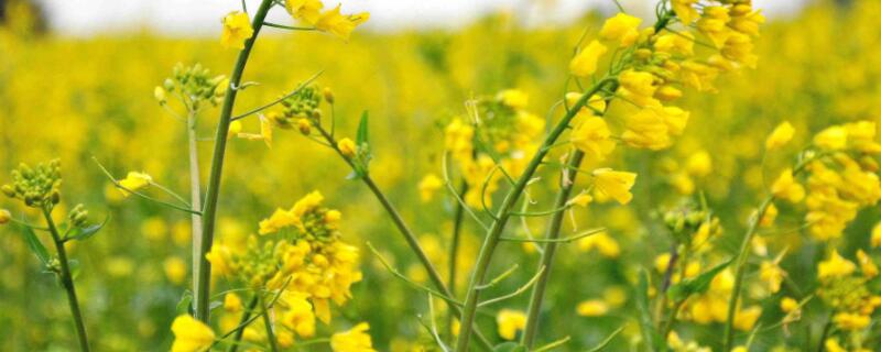 油菜花是什么菜（紫色的油菜花是什么菜）