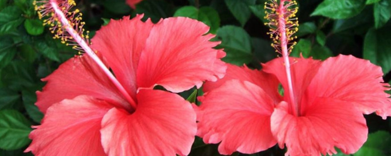 扶桑花夏季怎么浇水（扶桑花夏季怎么浇水好）