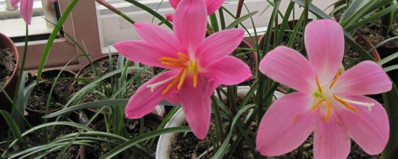风雨兰室内能开花吗（风雨兰室内能开花吗冬天）