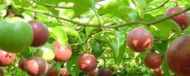 百香果在树上变皱了（百香果在树上变皱了怎么回事）