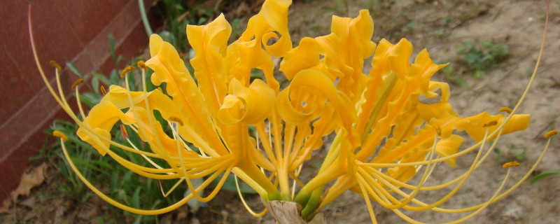 忽地笑花有毒吗 忽地笑的花可以食用吗