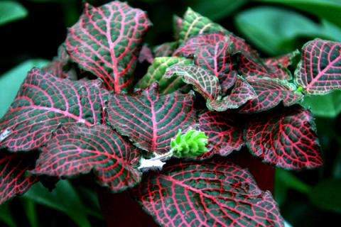 红网纹草有什么用途