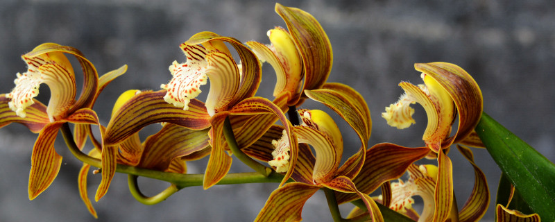虎头兰与大花蕙兰区别（虎头兰与大花蕙兰区别）
