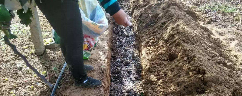 底肥和基肥区别 底肥和基肥的区别