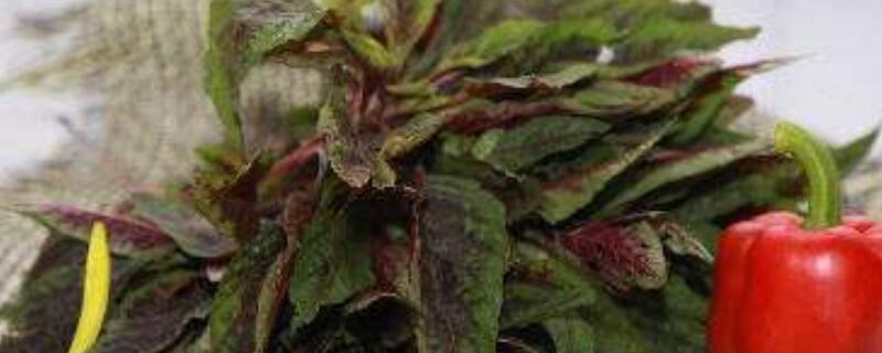 红麻菜的功效与作用（红麻菜的吃法）