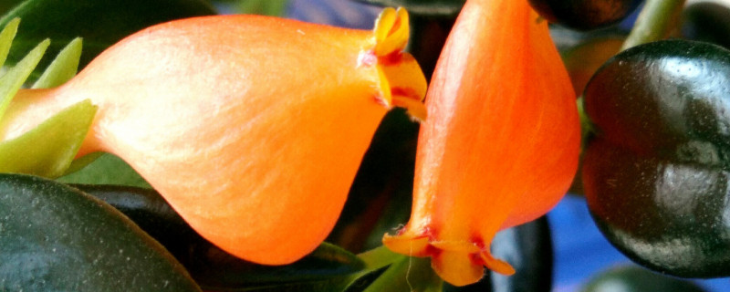 金鱼吊兰为什么掉花苞 金鱼吊兰花苞枯萎是什么原因