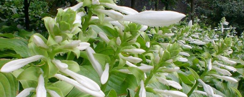 玉簪如何繁殖 玉簪如何繁殖和扦插