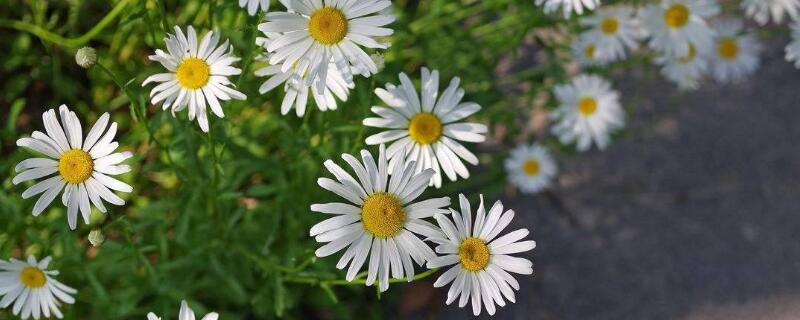 大滨菊与雏菊的区别 大滨菊与雏菊的区别是什么