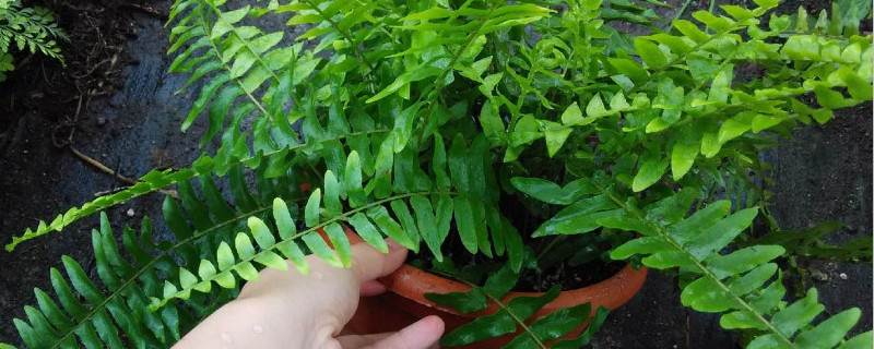 狼尾蕨怎么分株（狼尾蕨什么时候分株）