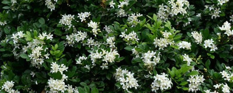 九里香和木香花区别 青香木与九里香的区别