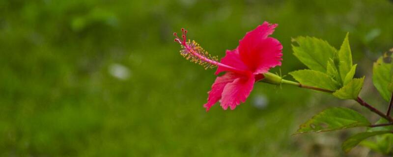 株瑾花怎么修剪 朱瑾花怎么繁殖