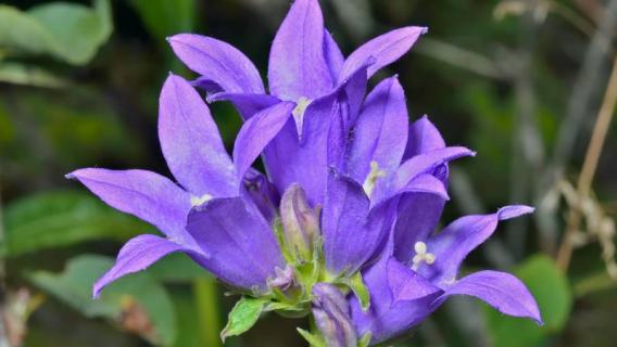 风铃草怎么度夏