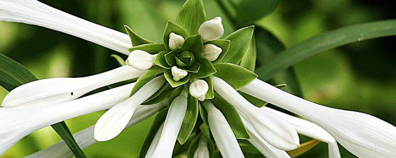 玉簪怎么种 玉簪怎么栽植