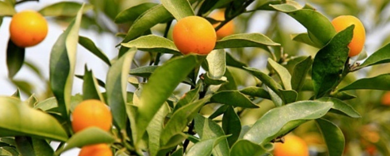 金桔树卷叶子怎么补救 桔树卷叶怎么办