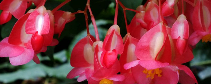 竹节海棠怎么换盆 竹节海棠怎么换盆视频教程