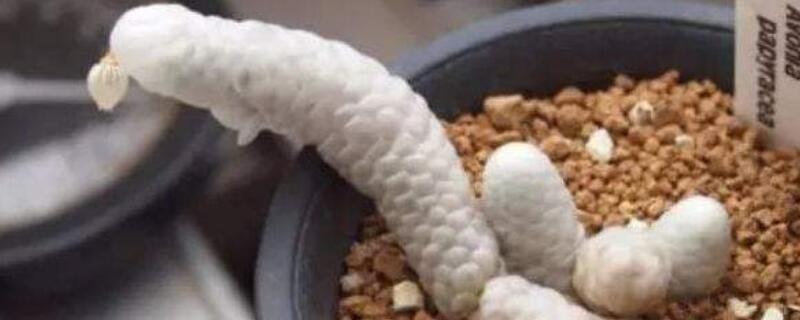 银蚕和妖精之舞区别（银蚕和妖精之舞区别在哪）