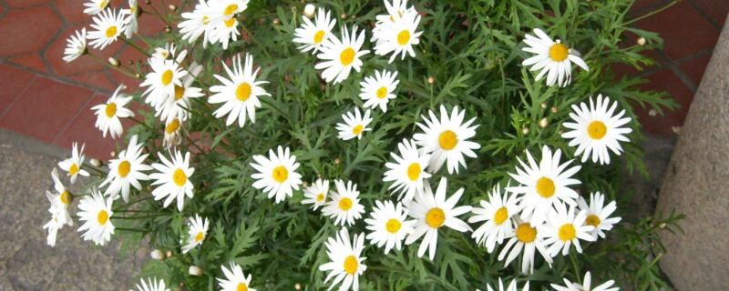 小雏菊可以送人吗（绿色的小雏菊可以送人吗）