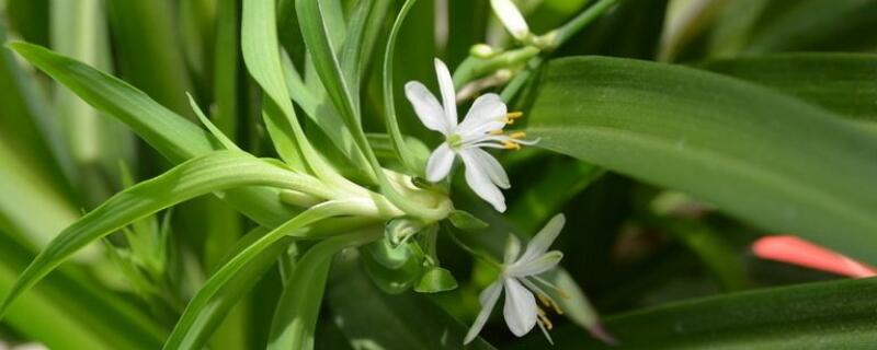 适合卧室养的花 适合卧室养的花有哪些