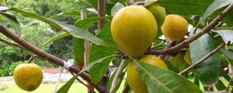 蛋黄果和鸡蛋果一样吗 和蛋黄果很像的水果