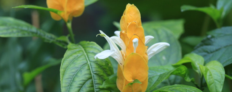 金苞花不开花怎么办（金苞花不开花怎么办视频）