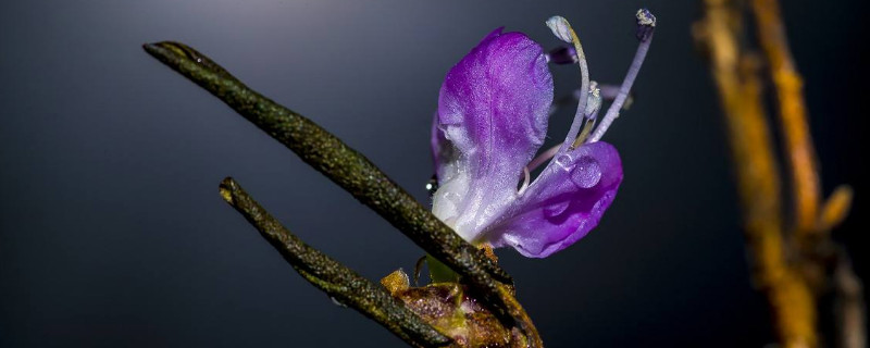 干枝杜鹃怎么养开花快（干枝杜鹃花的养殖方法和注意事项 盆栽）