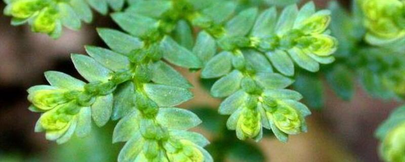 翠云草和珊瑚蕨的区别（翠云草是蕨类吗）