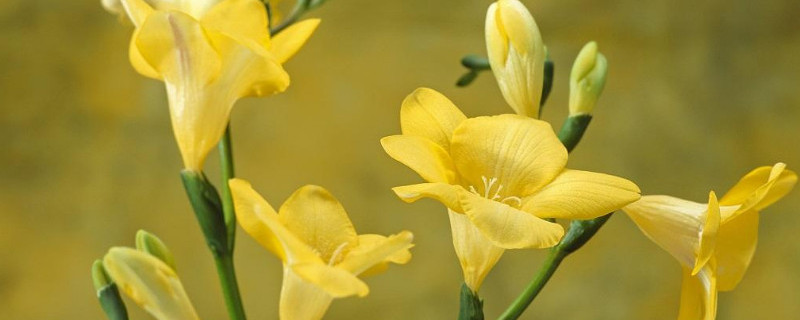 香雪兰和小苍兰的区别（香雪兰和小苍兰的区别）