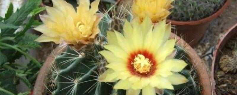 长盛球怎么不开花（长盛球开花难得吗）