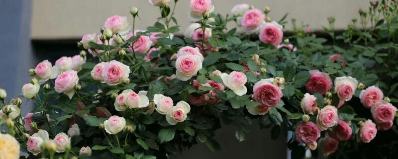 粉色龙沙宝石开几季 粉色龙沙宝石多久开花