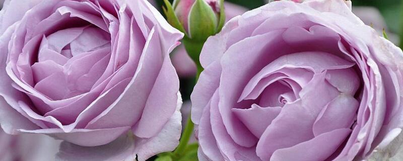 蓝色风暴月季爬藤吗（月季蓝色风暴是不是藤本）