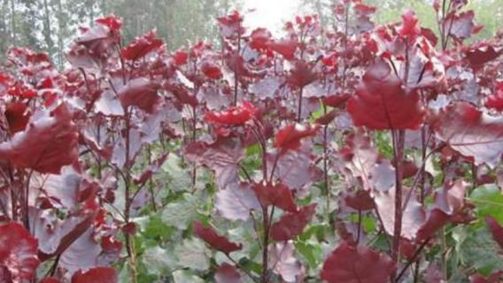 红杨和赤楠的区别