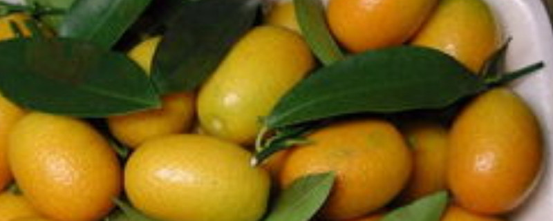 金枣与金桔的区别 金枣子和金桔一样吗